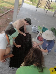 Planting the nursery