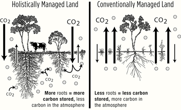 Holistic Management